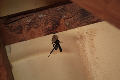Polistes satan