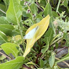 Pieris rapae