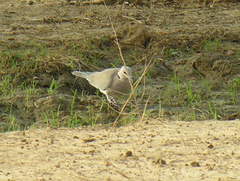 Streptopelia vinacea