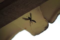 Polistes satan