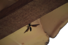 Polistes satan