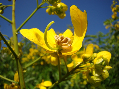 Candelillo Plantas Comunes En Medellín · Naturalista Colombia