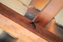 Polistes satan