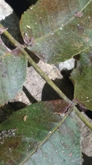 Carya myristiciformis