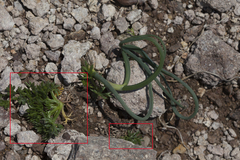 Chrysanthemum coreanum