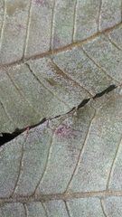 Carya myristiciformis