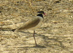 Vanellus tectus