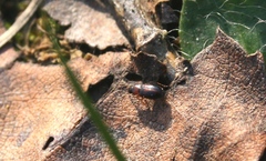 Acupalpus flavicollis