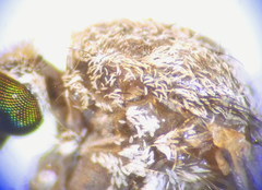 Culex impudicus