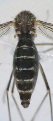 Culex impudicus