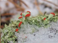 Cladonia incrassata