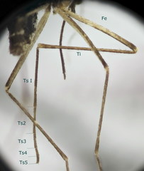 Culex impudicus