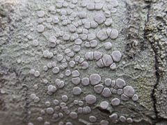 Lecanora subpallens