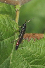 Alomya debellator