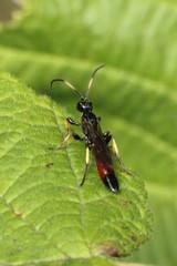 Alomya debellator
