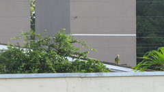 Alipiopsitta xanthops