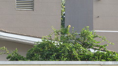 Alipiopsitta xanthops