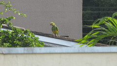 Alipiopsitta xanthops