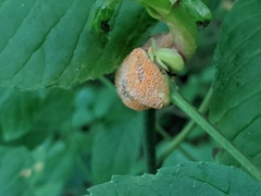 Puccinia coronata
