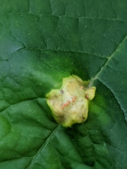 Puccinia coronata