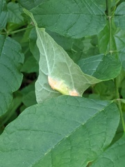 Puccinia coronata