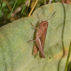 Chorthippus dichrous