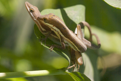 Anolis olssoni