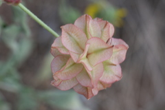 Tripterocalyx carneus