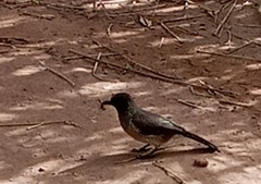 Pycnonotus barbatus barbatus