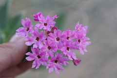 Tripterocalyx carneus