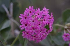 Tripterocalyx carneus