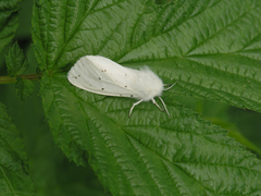 Spilosoma urticae
