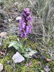 Himantoglossum robertianum