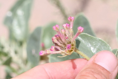 Tripterocalyx carneus