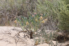 Tripterocalyx carneus