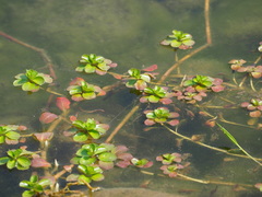 Ludwigia taiwanensis
