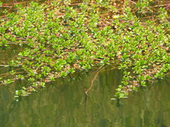 Ludwigia taiwanensis