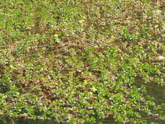 Ludwigia taiwanensis