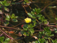 Ludwigia taiwanensis