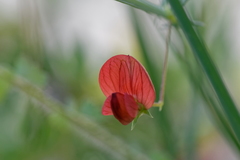 Lathyrus sphaericus