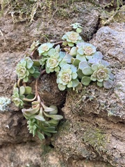 Sedum glaucophyllum