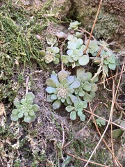 Sedum glaucophyllum