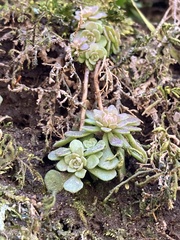 Sedum glaucophyllum