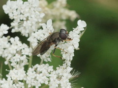 Cheilosia soror