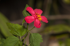 Hibiscus phoeniceus