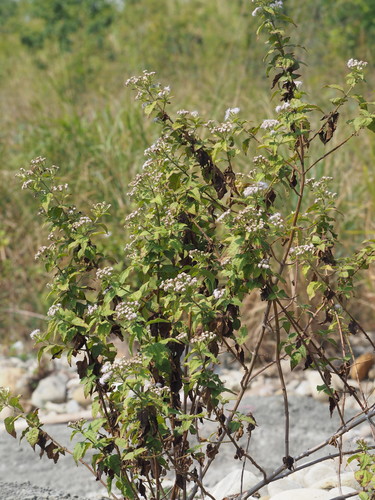 Chromolaena odorata