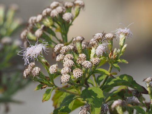Chromolaena odorata