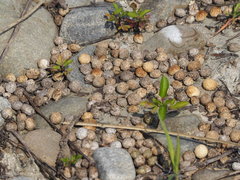 Lepus sinensis formosus