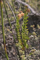 Hermannia concinnifolia