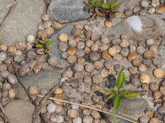 Lepus sinensis formosus